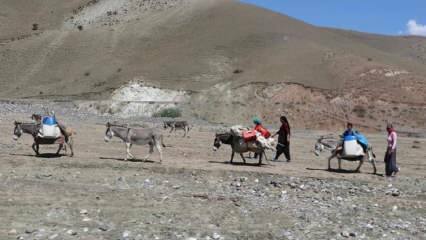 Udfordrende "mælk" -rejse af nomadekvinder på æsler!