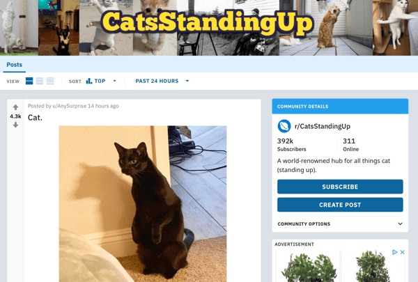 Sådan markedsføres din virksomhed på Reddit, f.eks. Indlæg fra subreddit r / CatsStandingUp