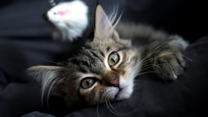 Hvordan skal kattedyr rengøres? Hvad skal man gøre mod duften fra Cat Litter?