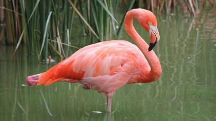 Adana blev hjemsted for 'Pink Flamingos'!