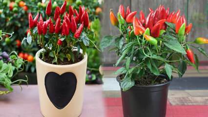 Hvordan vokser en frøfri grøntsag i potter? Dyrkning af rød peber i potter