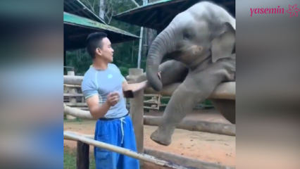 De øjeblikke mellem elefanten og dens keeper!