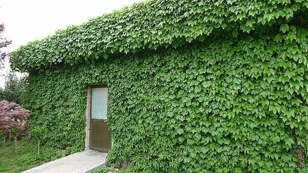 Sådan planter Ivy frø