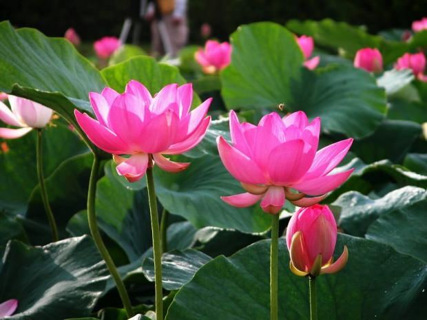 Hvad er fordelene ved lotusblomsten? Hvad gør lotusblomstte?