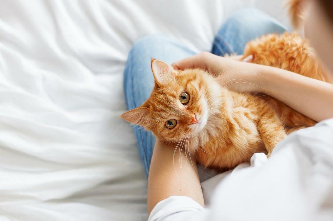 Hvordan ved du, om katte er glade? Elsker min kat mig? Betydningen af ​​kattes bevægelser