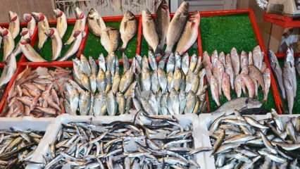 Hvordan renser man toriske fisk? Tips til rengøring af toriske fisk