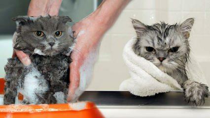 Vasker katte sig? Hvordan vasker man katte? Er det skadeligt at bade katte?