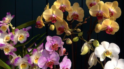 Hvordan kan man passe orkideer? Sådan vandes en orkidé derhjemme? Metode til at genoplive orkideer