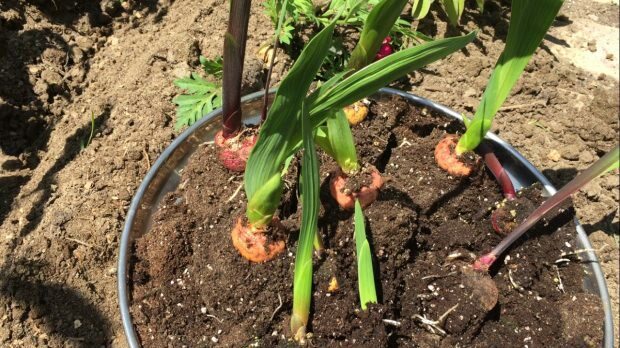 Hvordan man tager en blomst af gladiolus?