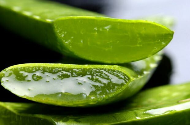 Hvad er Aloe Vera? Hvad er fordelene for huden? Hvordan påføres Aloe Vera på huden?