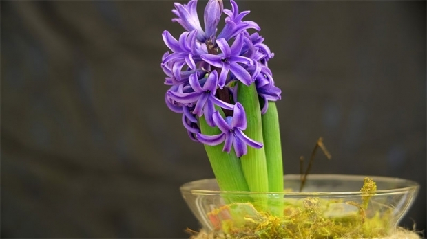 Sådan gengives hyacintblomster