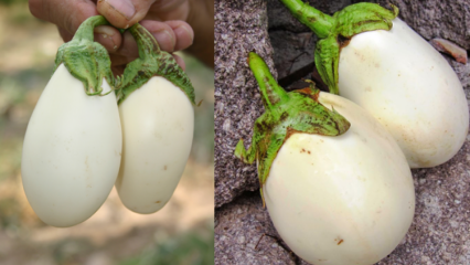 Hvad er fordelene ved ægblomst (hvid aubergine)? Det har vist sig at forhindre kræft!