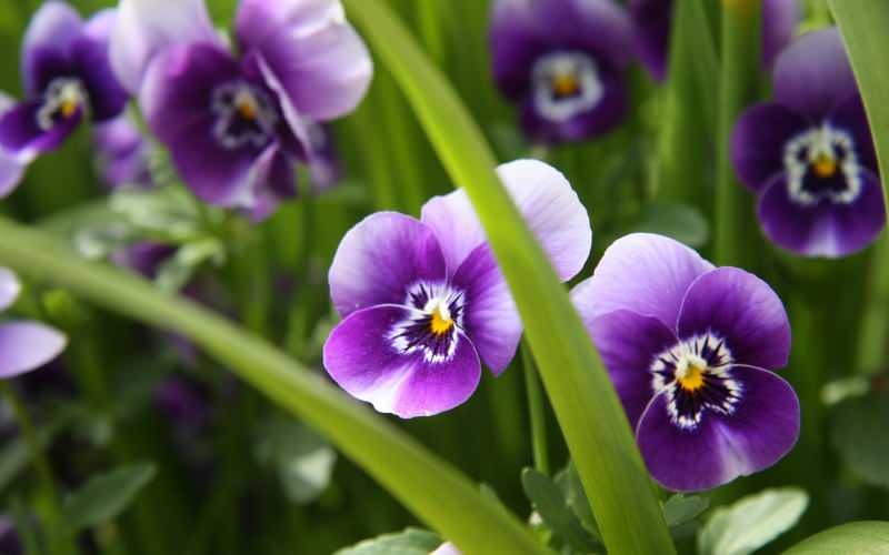 Hvordan kan man passe på en violet blomst? Hvordan gengiver man en violet blomst?
