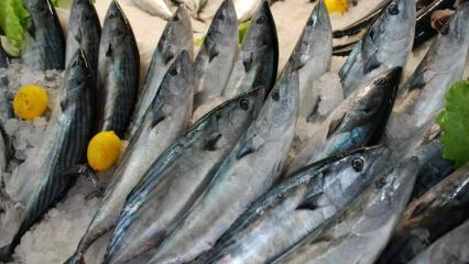 Hvad er fordelene ved bonitofisk, og hvad er det godt for? Hvilken fisk skal man konsumere, hvordan?