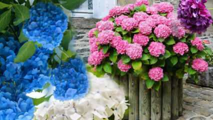 Hvordan tager man sig af en hortensia-blomst derhjemme? Hydrangea blomster formeringsmetoder 