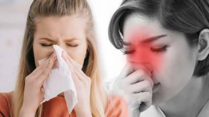 Hvad er allergisk rhinitis? Hvad er symptomerne på allergisk rhinitis? Er der en behandling for allergisk rhinitis?