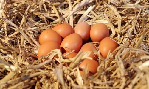 Hvordan forstå organiske æg?