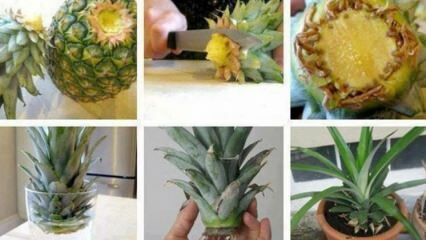 Hvordan man dyrker ananas derhjemme?