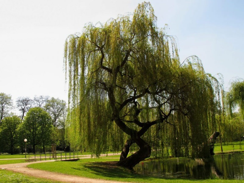 Hvad er fordelene ved hvid pilbark? Hvis du drikker et glas willow bark te hver dag ...