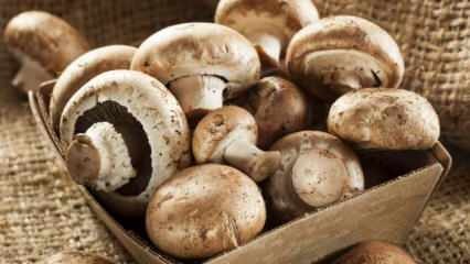 Hvordan forstå svampens friskhed? Hvordan opbevares svampe? Tips til madlavning af svampe