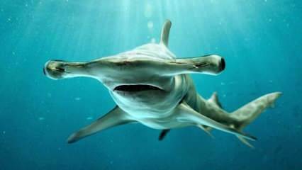  Uhyggelige billeder! Hammerhead haj ud for Floridas kyst.