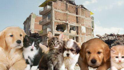 Hvad skal de, der har kæledyr, gøre før og efter jordskælvet? Dem, der har et kæledyr på tidspunktet for jordskælvet
