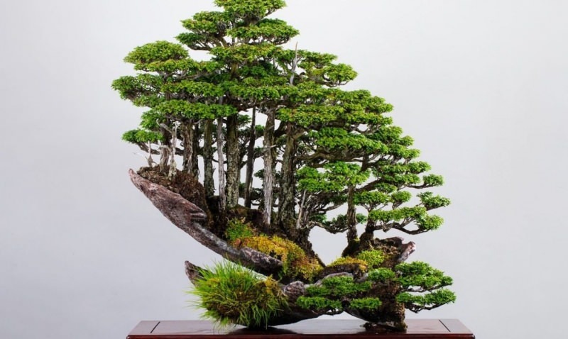 bonsai træ funktioner