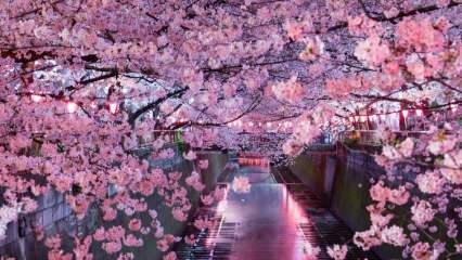 Hvad betyder Sakura? Ukendte egenskaber ved sakura blomst