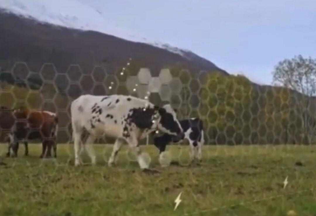 Virtual Fence begyndte at blive testet på dyr