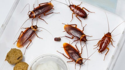 Hvordan sprøjtes kakerlakker i huset? Sådan ødelægges kakerlakker