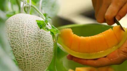 Hvordan vælger du den nemmeste melon? Nøglen til at vælge søde meloner som honning