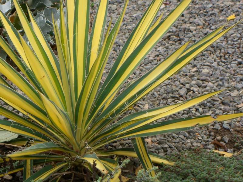 Yucca pleje tricks! Hvordan tager man sig af Yucca-blomster derhjemme?