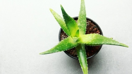 Hvordan er Aloe vera pleje? Aloe vera pleje om vinteren