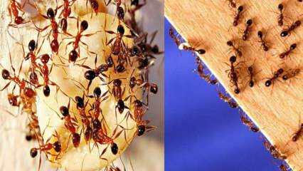 Hvordan ødelægger man myrer i huset? Hvad skal man gøre for at slippe af med myrer, den mest effektive metode