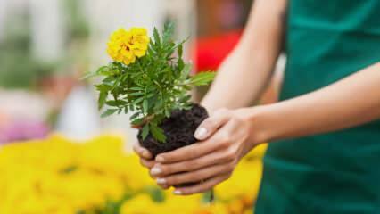 Årsagerne til at dyrke planter derhjemme? Er det skadeligt at dyrke blomster derhjemme?