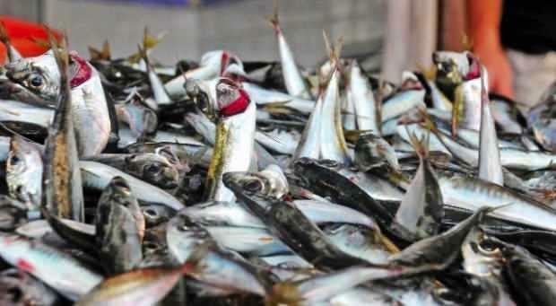 Sådan renses toriske fisk