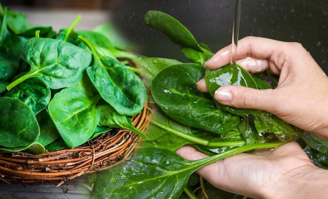 Hvordan genkender man giftig spinat? Hvordan renser man spinat? Sådan vaskes spinat