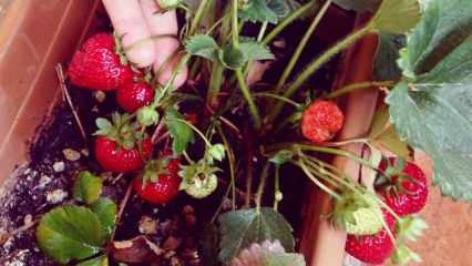 Hvordan dyrker jeg jordbær i en gryde? Den mest praktiske metode til dyrkning af jordbær