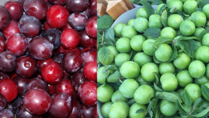 Hvad er fordelene ved grøn og rød kirsebærplomme? Hvad gør rød kirsebær plum juice?
