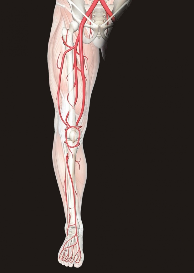 ubehag i nerverne i benene forårsager smerter i benene