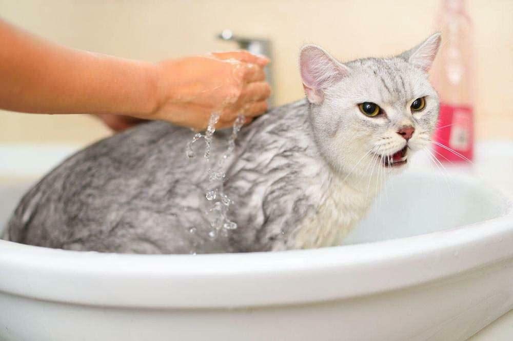 Hvordan man vasker en kat