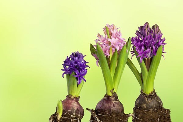 Hyacint blomsterpleje