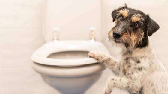 Hvordan man fremstiller hunde toilet toiletvaner