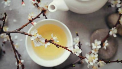 Slankende med hvid te