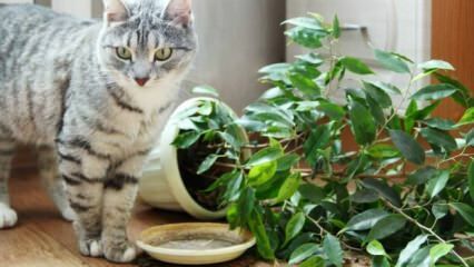 Hvordan holdes katte væk fra planter?