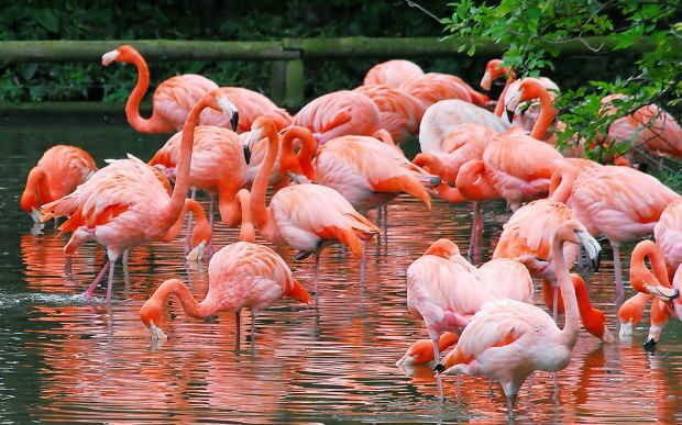 Hvor er Flamingo Village? Hvordan kommer man dertil? Hvor meget er morgenmadsprisen?