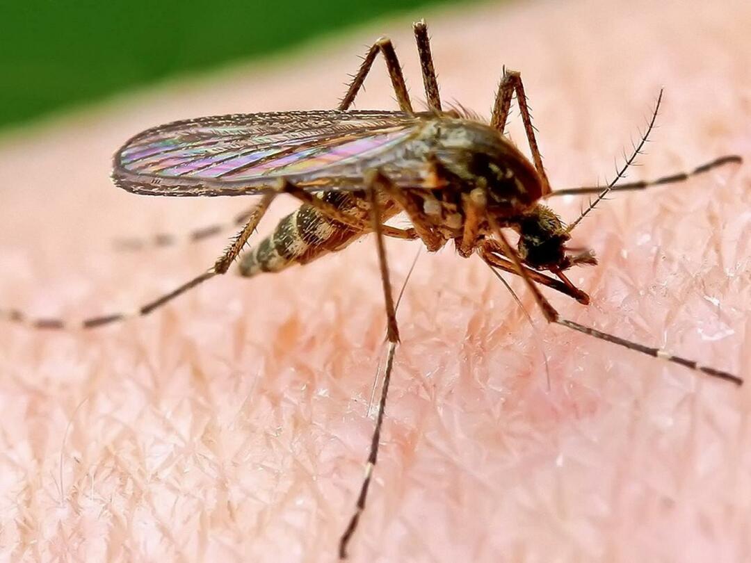 Hvorfor bider myg nogle mennesker mere?