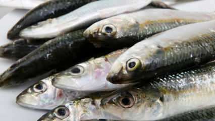 Hvordan udtages makrel fisk nemmest? 
