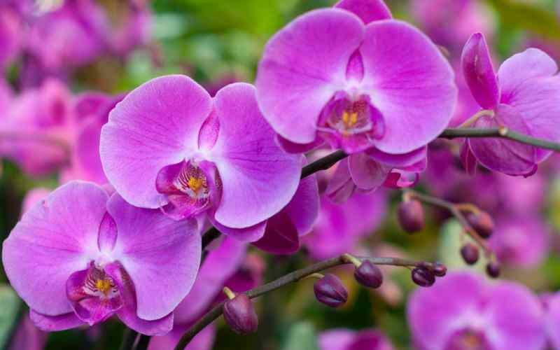 pleje af orkideer