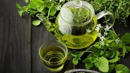 Fordelene ved grøn te! Hurtig og sund slankning med grøn te-diæt